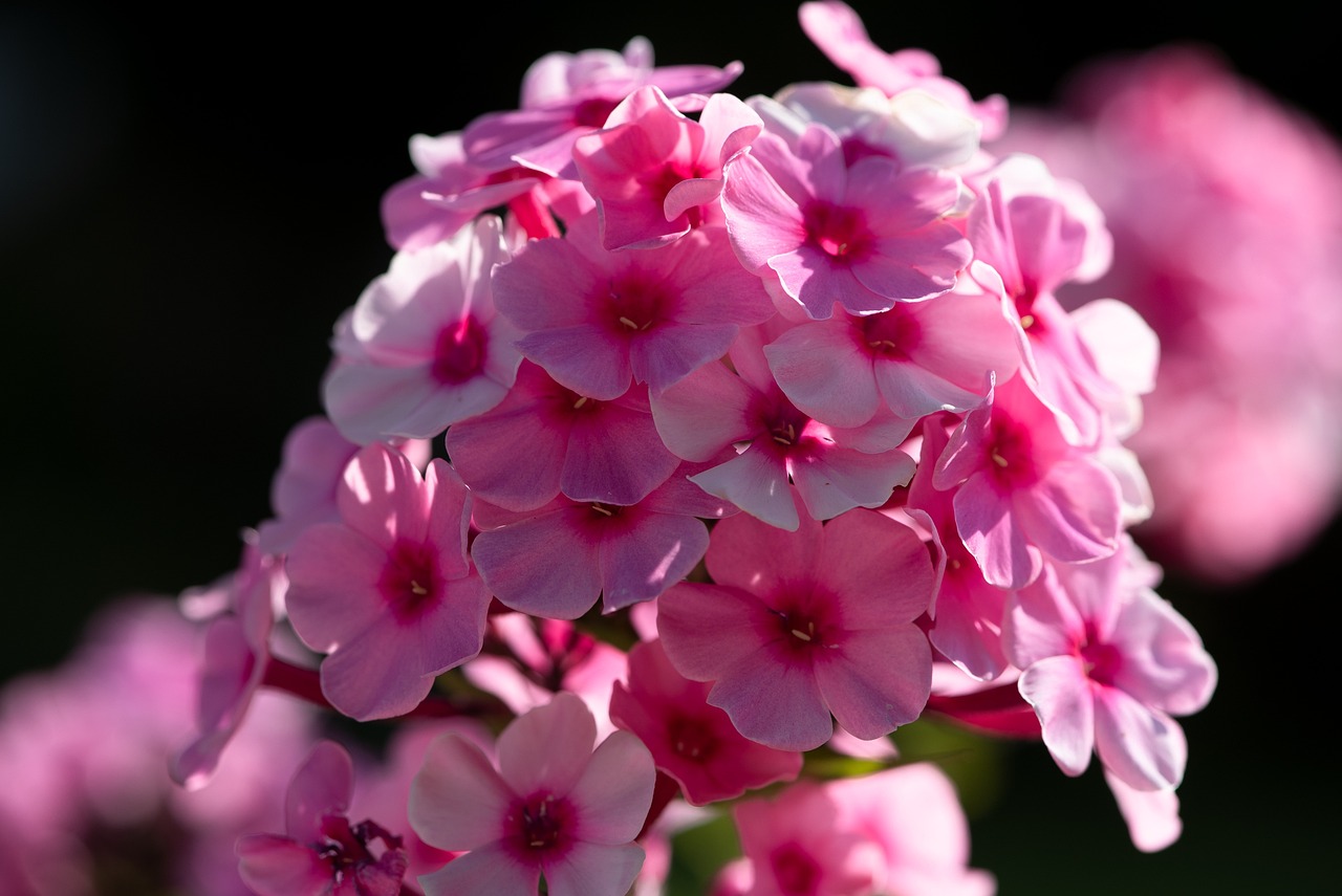 phlox, pink phlox, flowers, pink flowers, blossom, bloom, flowering plant, ornamental plant, plant, flora, garden, nature, closeup