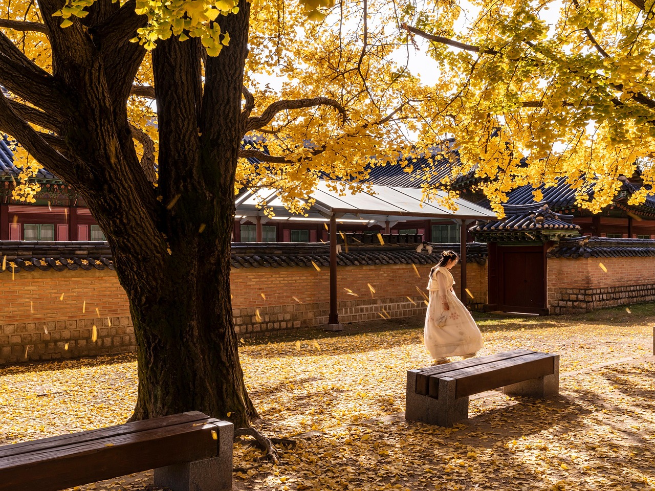 gyeongbok palace, woman, autumn, tree, leaves, benches, fall, model, girl, traditional, forbidden city, landmark, tourist attraction, tourism, outdoors, seoul, korea, republic of korea