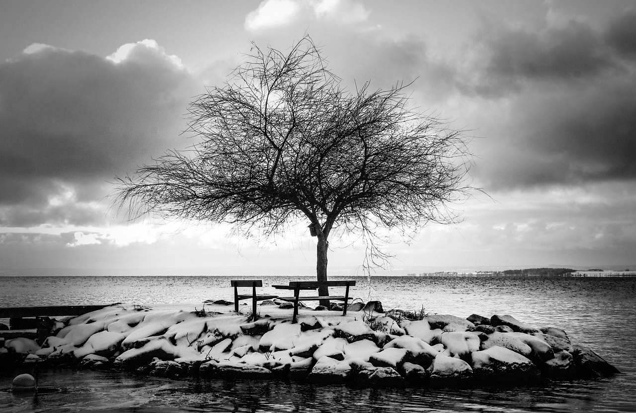 tree, lake, bench, winter, cold, wintry, snow, himmel, nature, backlight, horizon, silhouette, clouds, outdoor, landscape