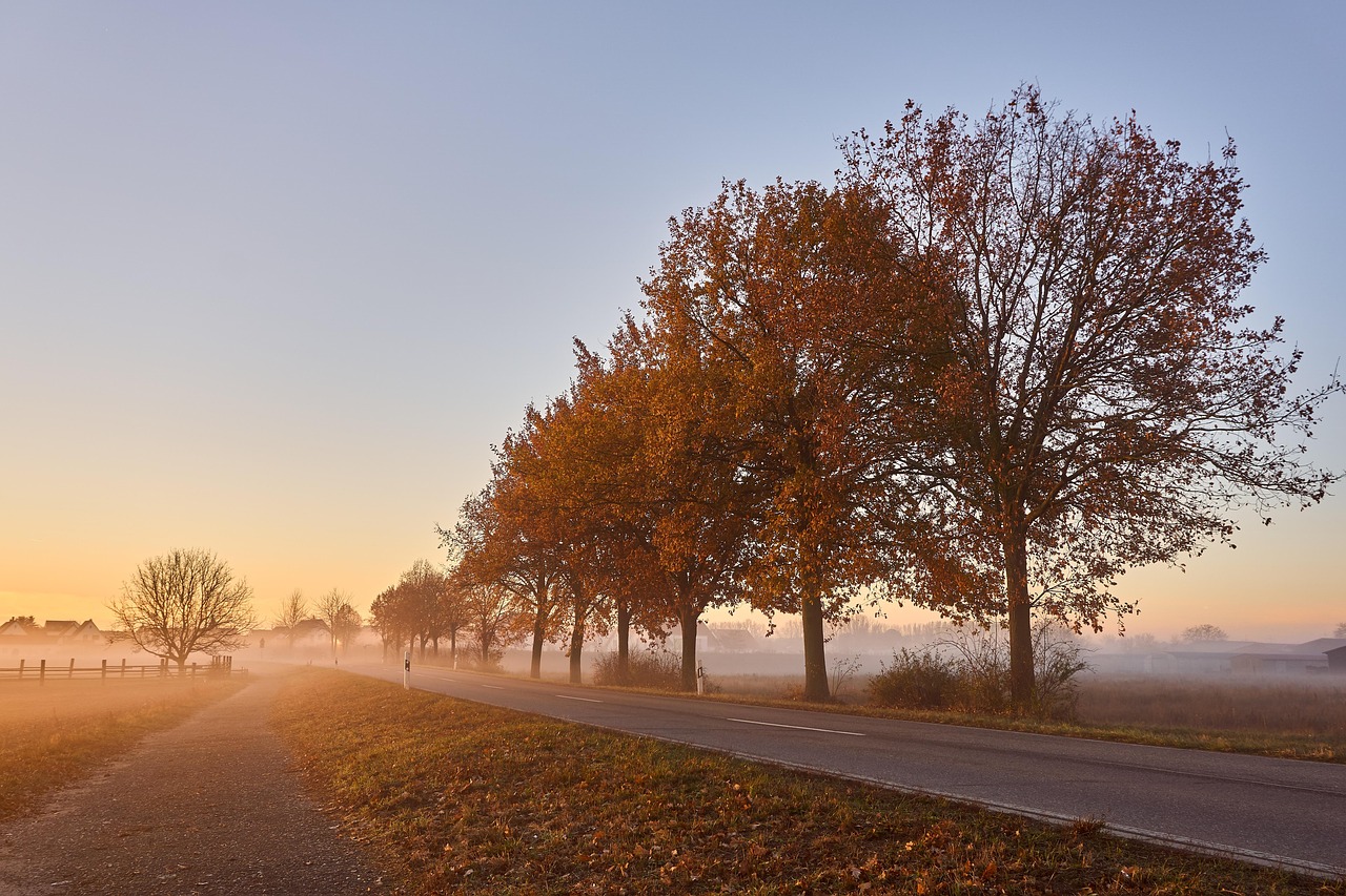 road, fog, trees, sidewalk, avenue, pavement, lane, street, path, trail, tree lined, fields, autumn, leaves, autumn colors, morning, sunrise, morning fog, rural, countryside, nature