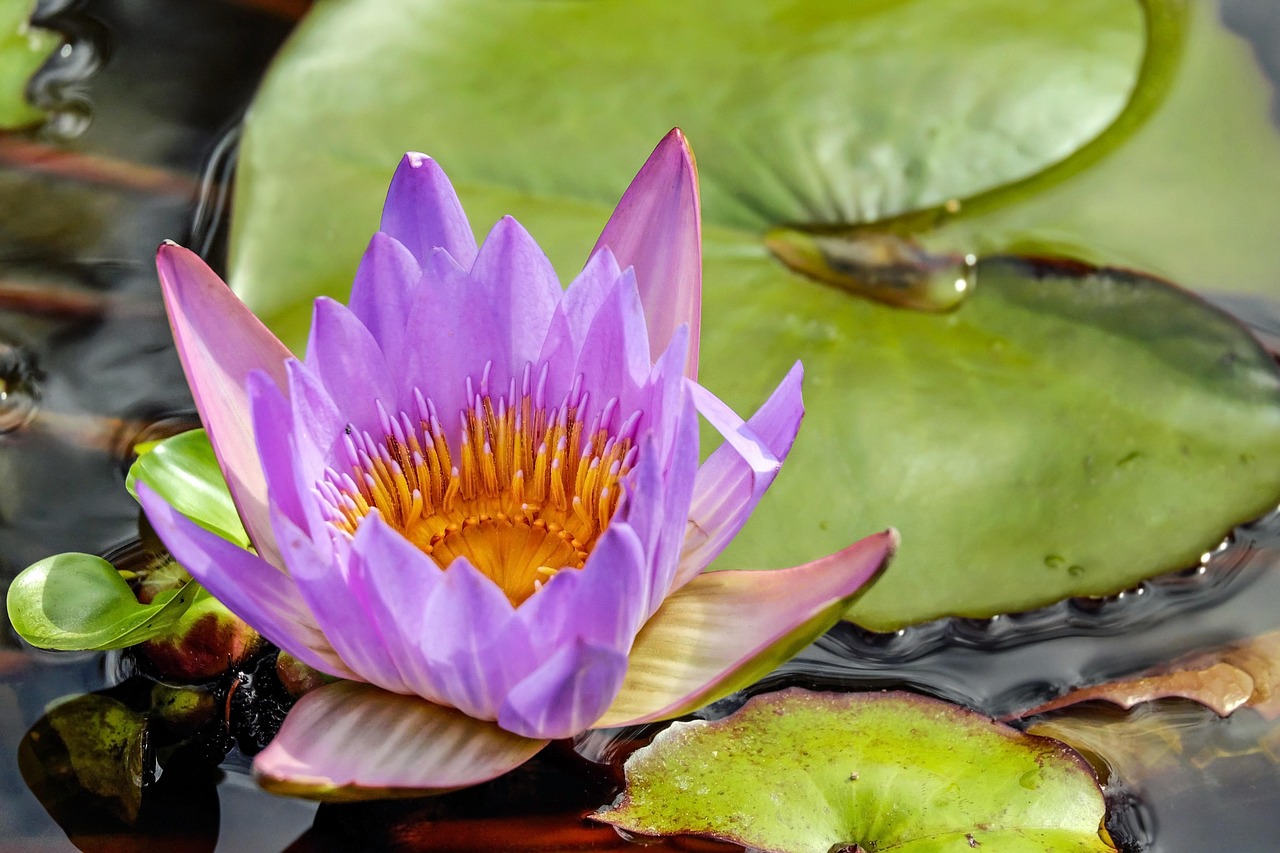 water lily, flower, blossom, bloom, purple flower, lily pads, water flower, pond plant, aquatic plant, pond, water, nature, flora