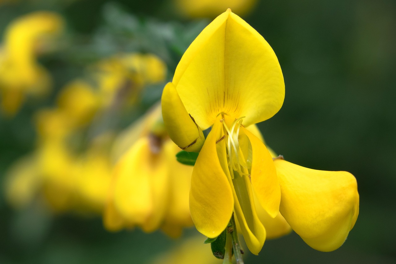 broom, gorse blossom, yellow, blossom, bloom, gorse bush, shrub, shining, shine, bloom, bush, wild plant, spring