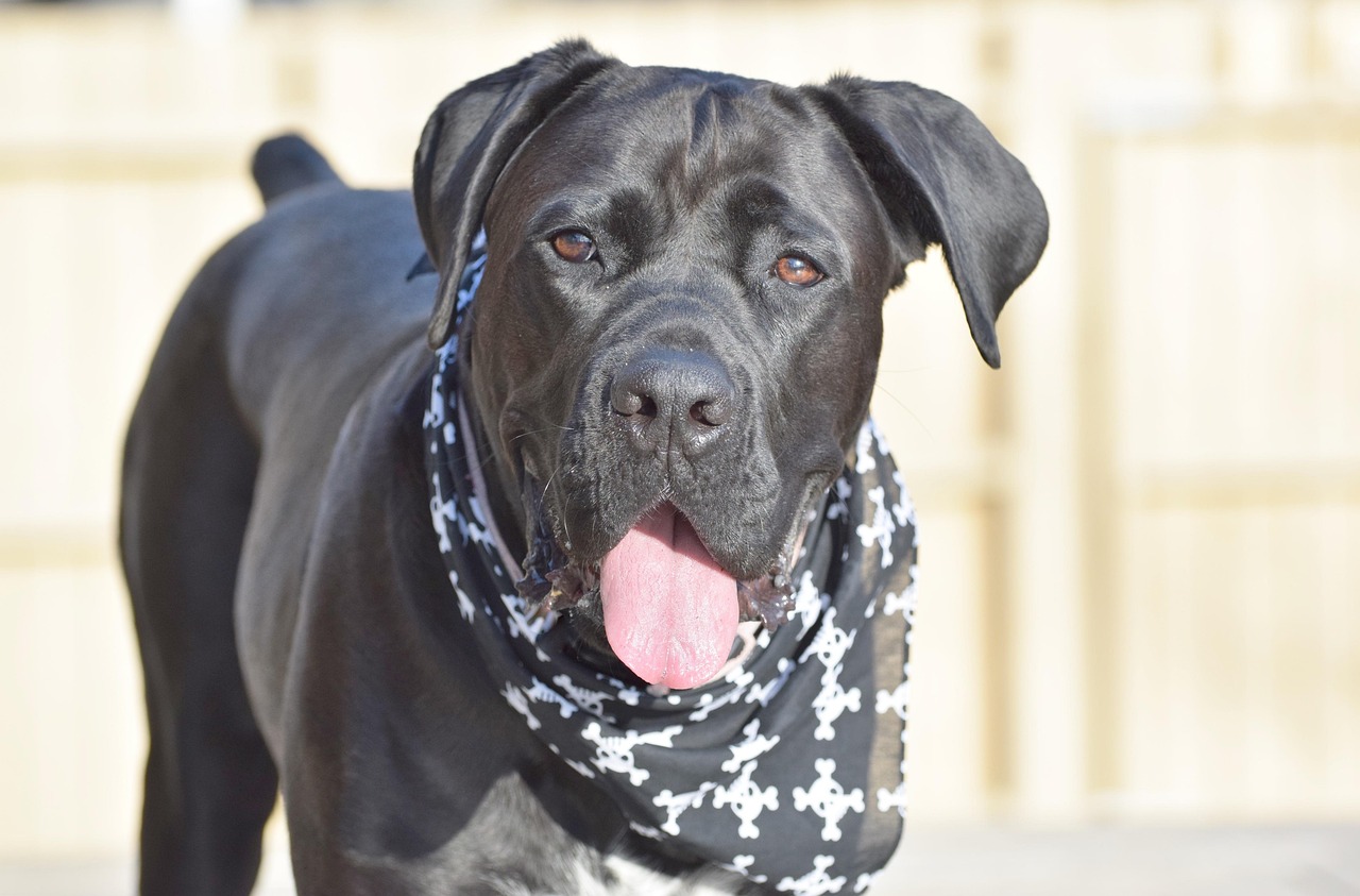 dog, puppy, pet, animal, cute, mastiff, cane corso, guard, cane, large, canine