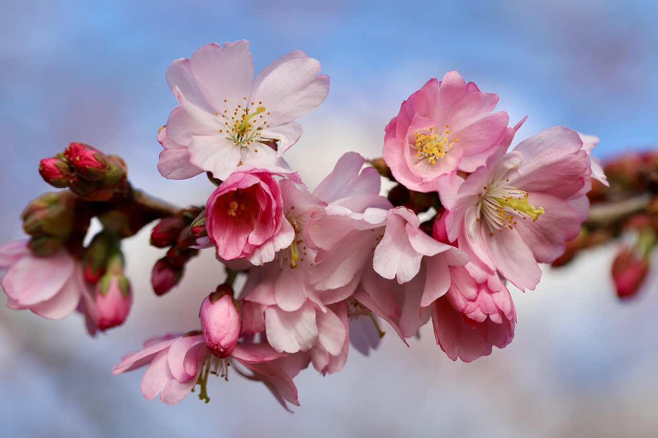 higan cherry, spring cherry, cherry blossoms, blossom, early bloomer, flowering branch, prunus subhirtella, winter cherry, blooming branch, petals, bloom, spring, bud, blossom, bloom, pink flowers, blooming, botany, nature