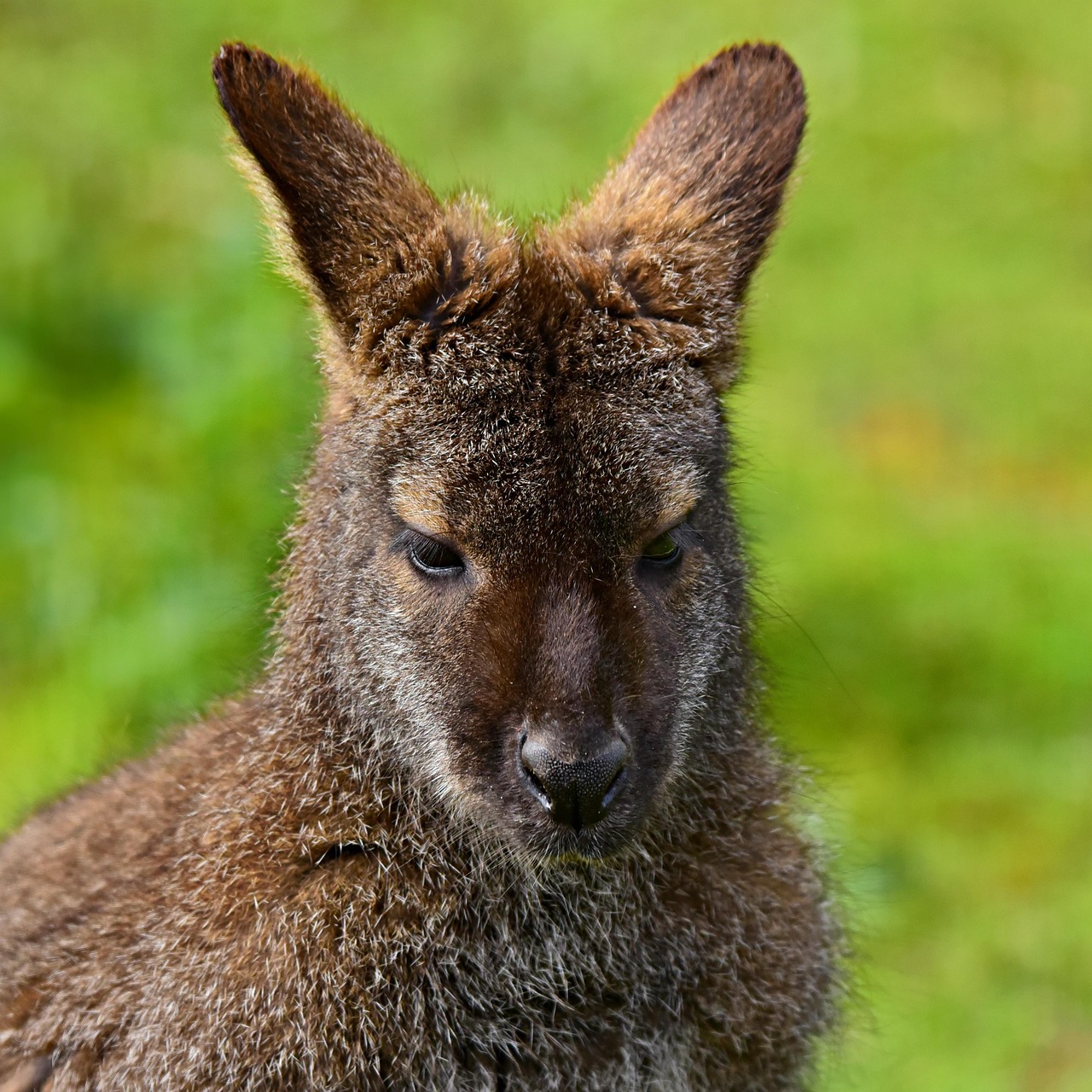 wallaby, animal, marsupial, mammal, fur, head, ear, zoo, captive, australia, queensland