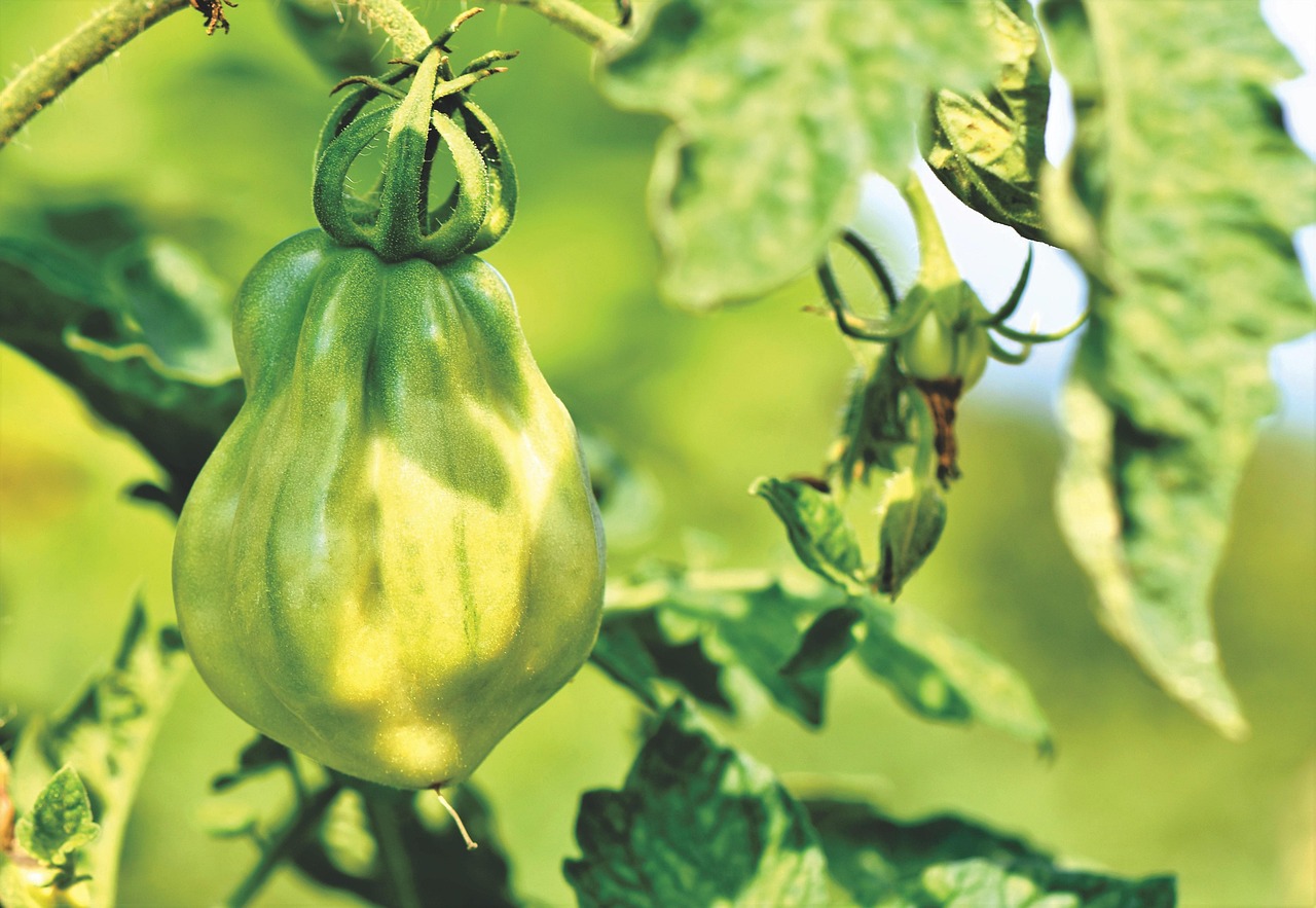 tomatoes, panicle tomato, fresh, vine tomatoes, tomato panicle, panicle, tomato tree, vegetables, healthy, vitamins, food, vegan