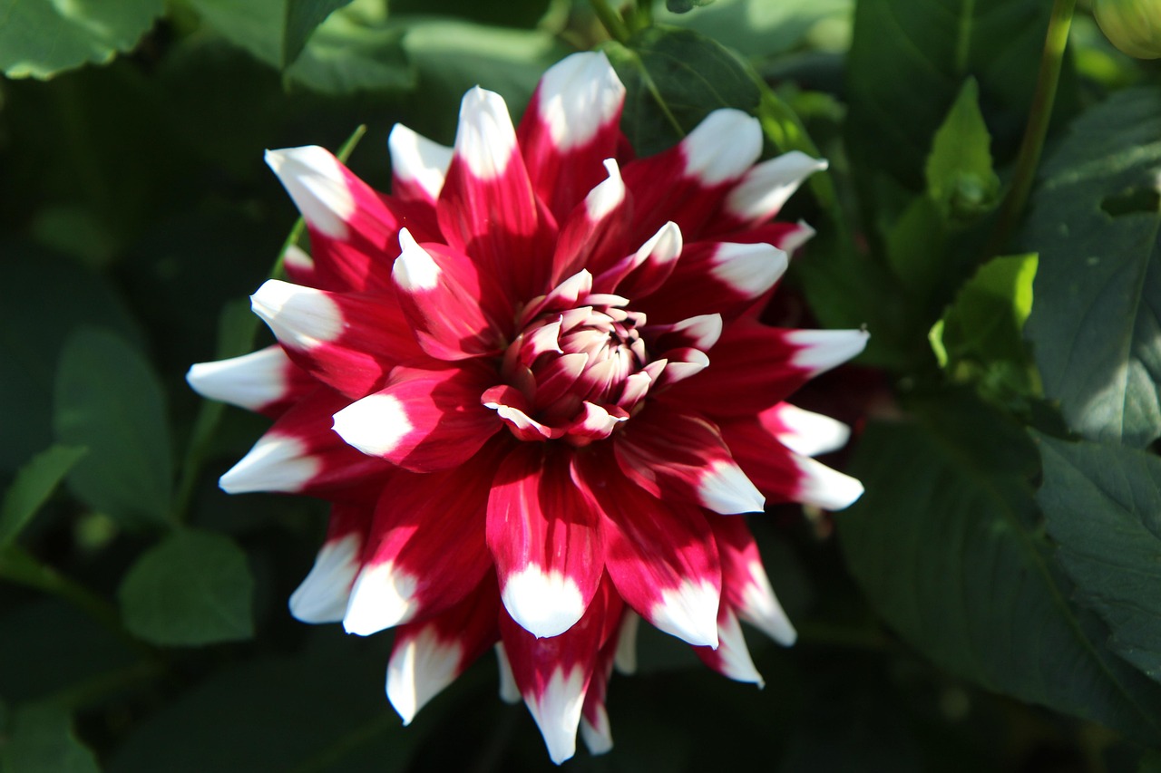 dahlia, flower, flowering, nature, dahlia bicolor