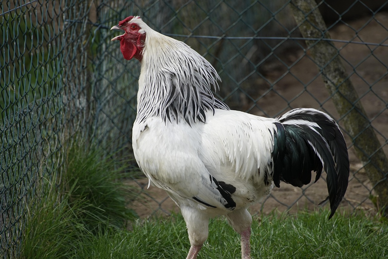 rooster crow, rooster, white rooster, chicken, poultry