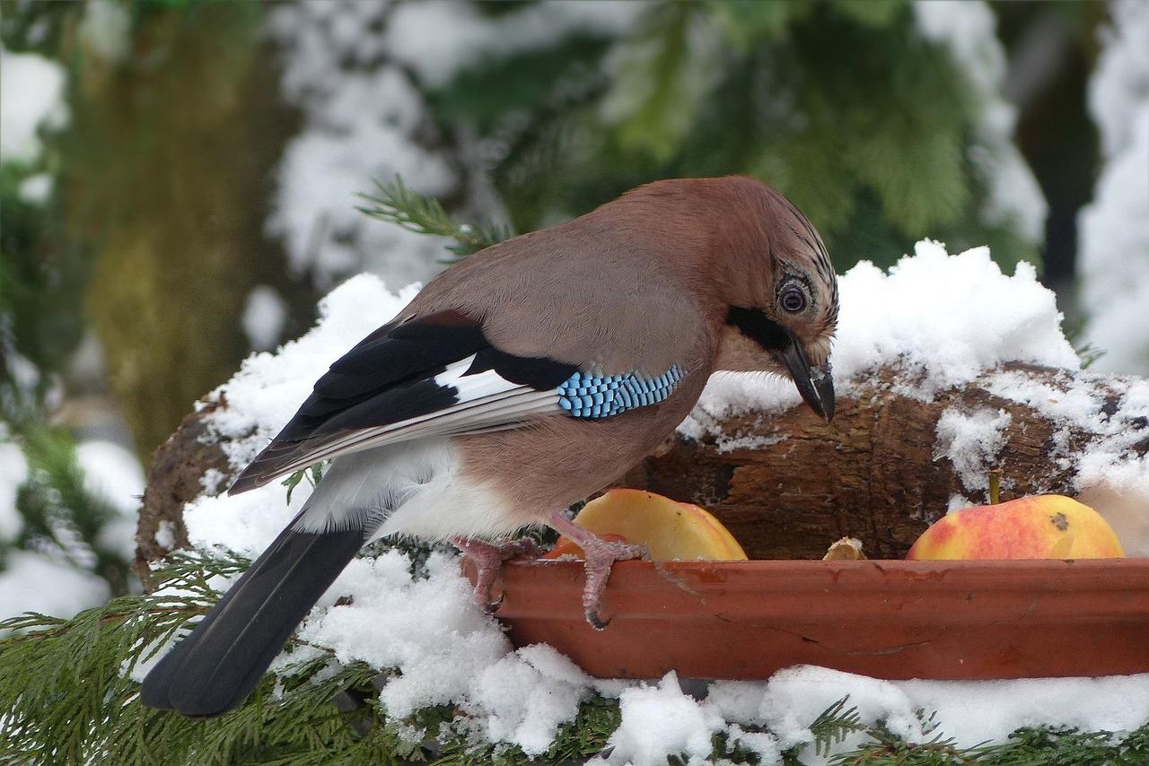 bird, jay, feeding, winter, snow, garden