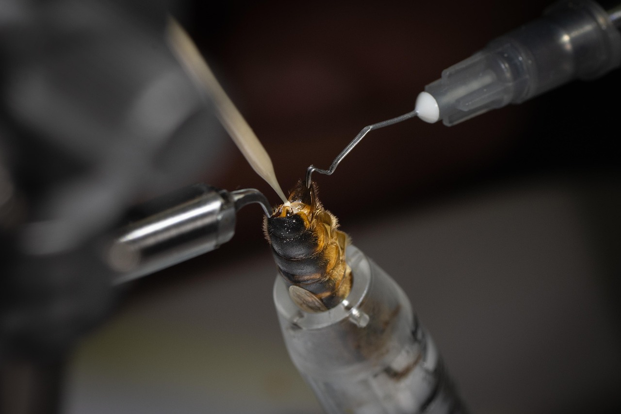 insemination, bee, queen bee, fertilization, queen, reproduction, mating, sperm, breeding, entomology, nature, animal, insect, life