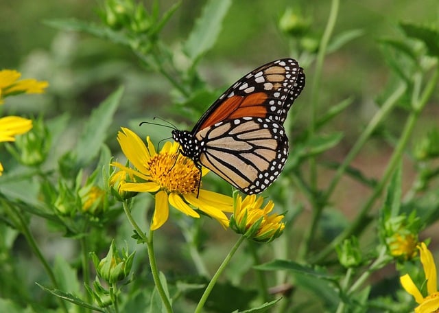 butterfly, nature, insect, bloom, wings, pollination
