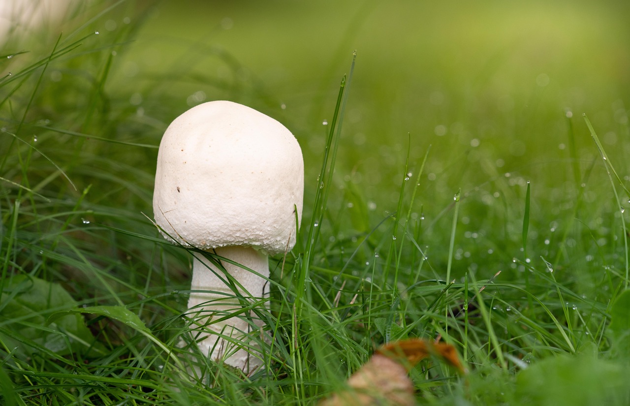 mushroom, fungus, grass, water droplets, dew, white mushroom, wet, nature, closeup