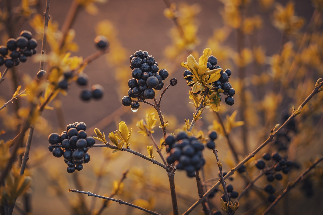 berries, fruits, plant, twigs, drop, water, dew, outside, grass, bush, collect, nature
