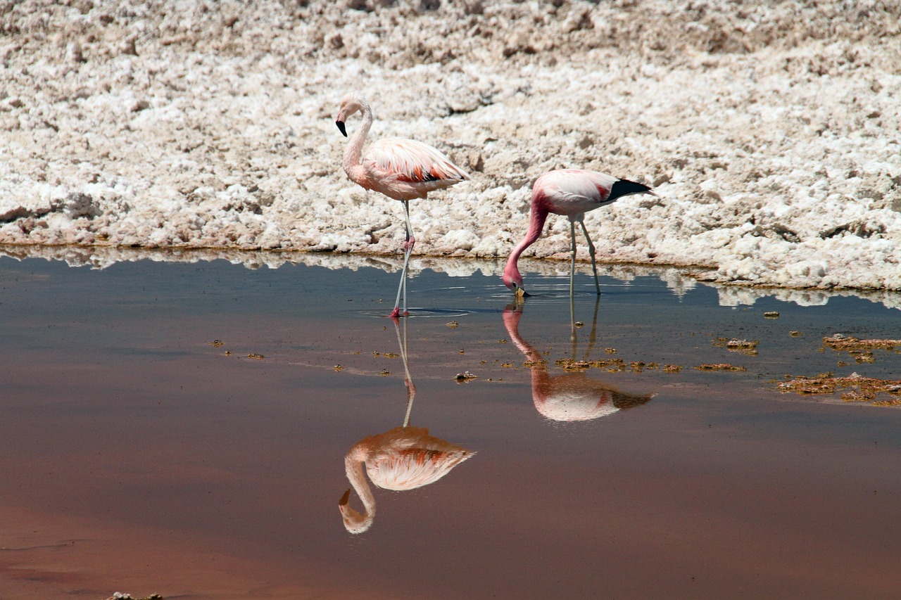 flamingos, pink, atacama desert, chile, animal, bird, nature, wildlife, chilean