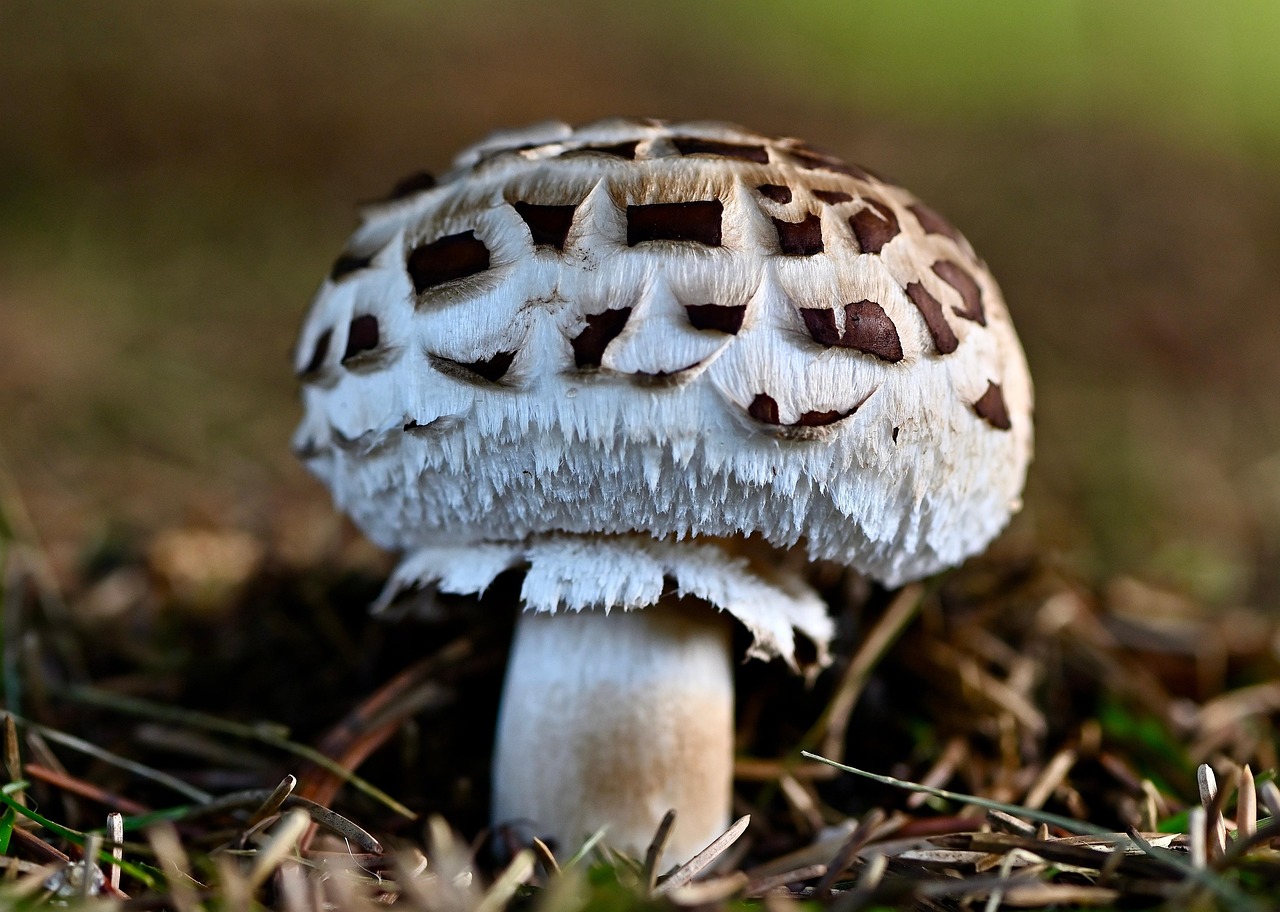 mushroom, toadstool, fungus, mycology, nature, close up, macro