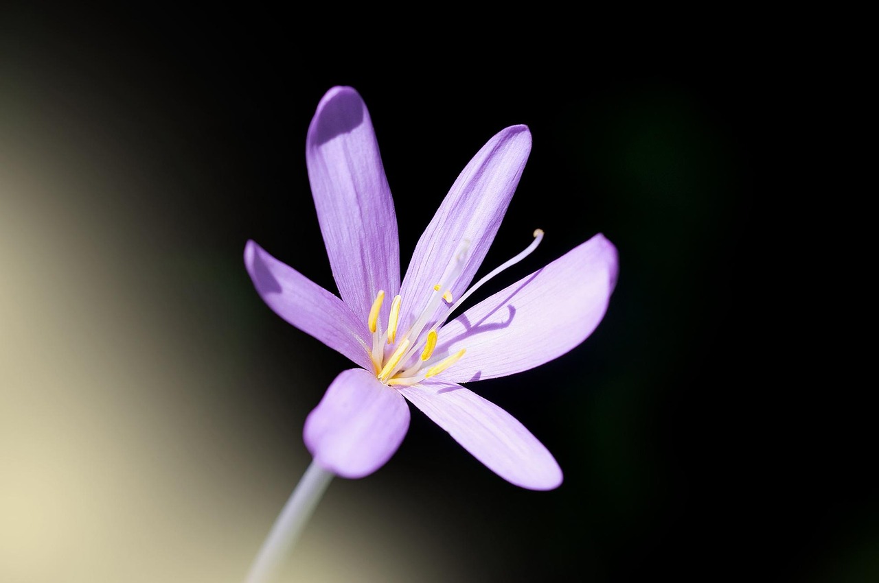 sprouting rock carnation, clove, sprouting carnation, dianthus, flower, blossom, bloom, pink, pink flower, petals, pistils, close up, isolated, beautiful, garden, nature, plant, pointed flower