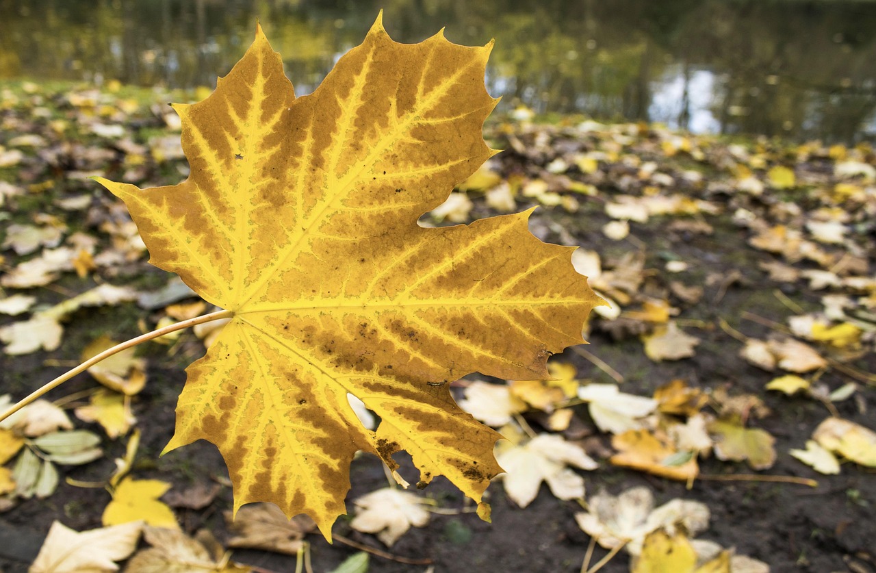 autumn, leaf color, autumn leaf, leaf, mood, atmospheric, atmosphere, autumn motif, golden autumn, colorful leaf, coloring, fall, farbenspiel, fall foliage