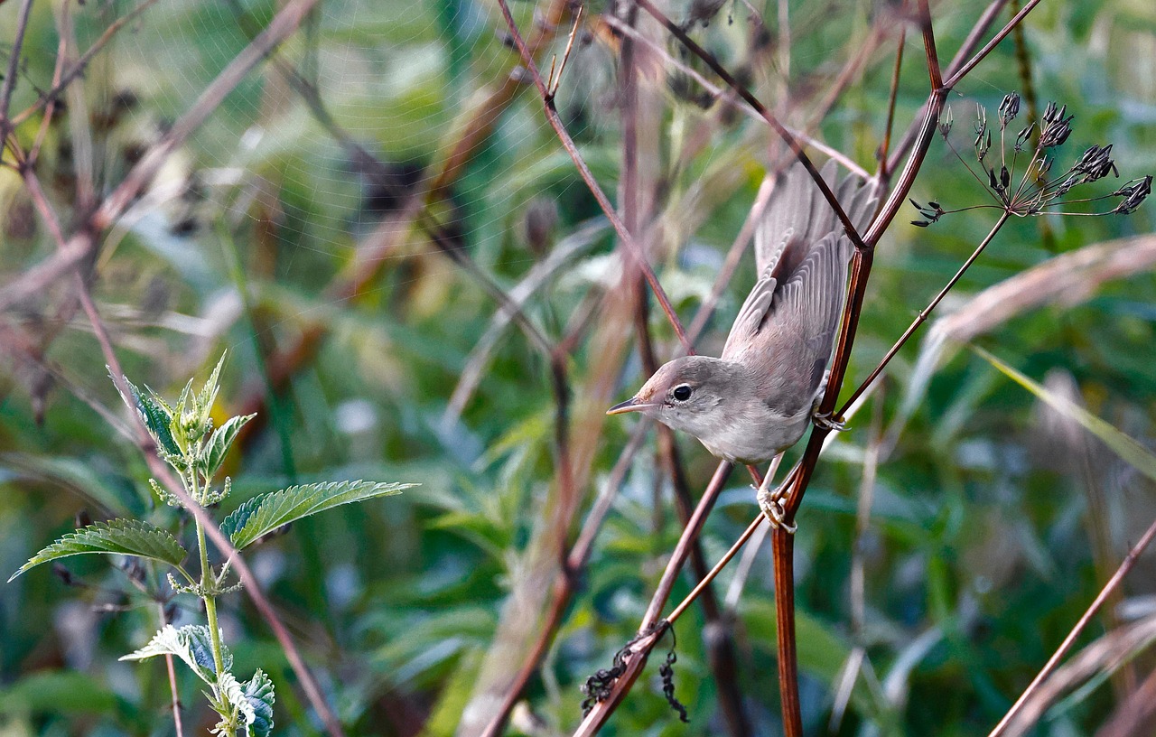 bird, reed warbler, animal, bird watching, ornithology, nature, wildlife