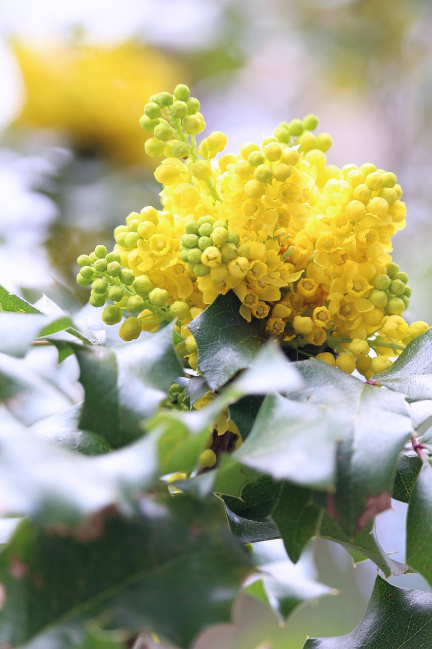 mahonia, yellow flowers, barberry family, ornamental shrub, botany, arboretum, spring, nature, flora