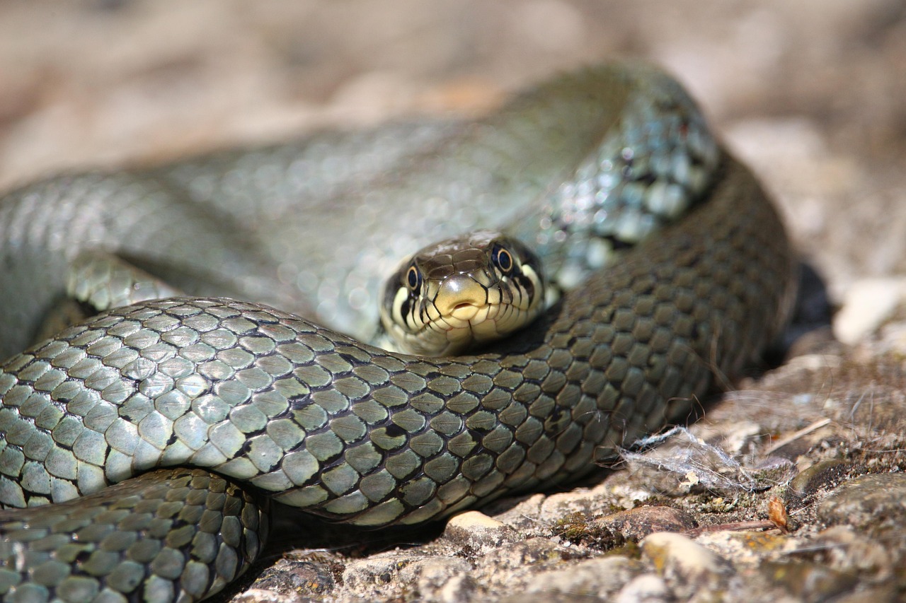 line, grass snake, natter, reptile, natrix natrix, snakehead, water snake
