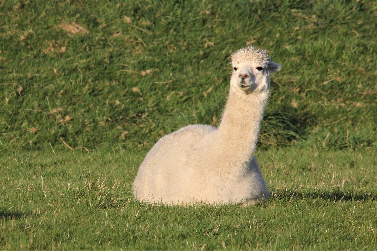 alpaca, farm, animal, livestock, white, wool, face, cute, funny, peru, llama, curious, greytown, new zealand, laying, down, grass, long, neck, lama