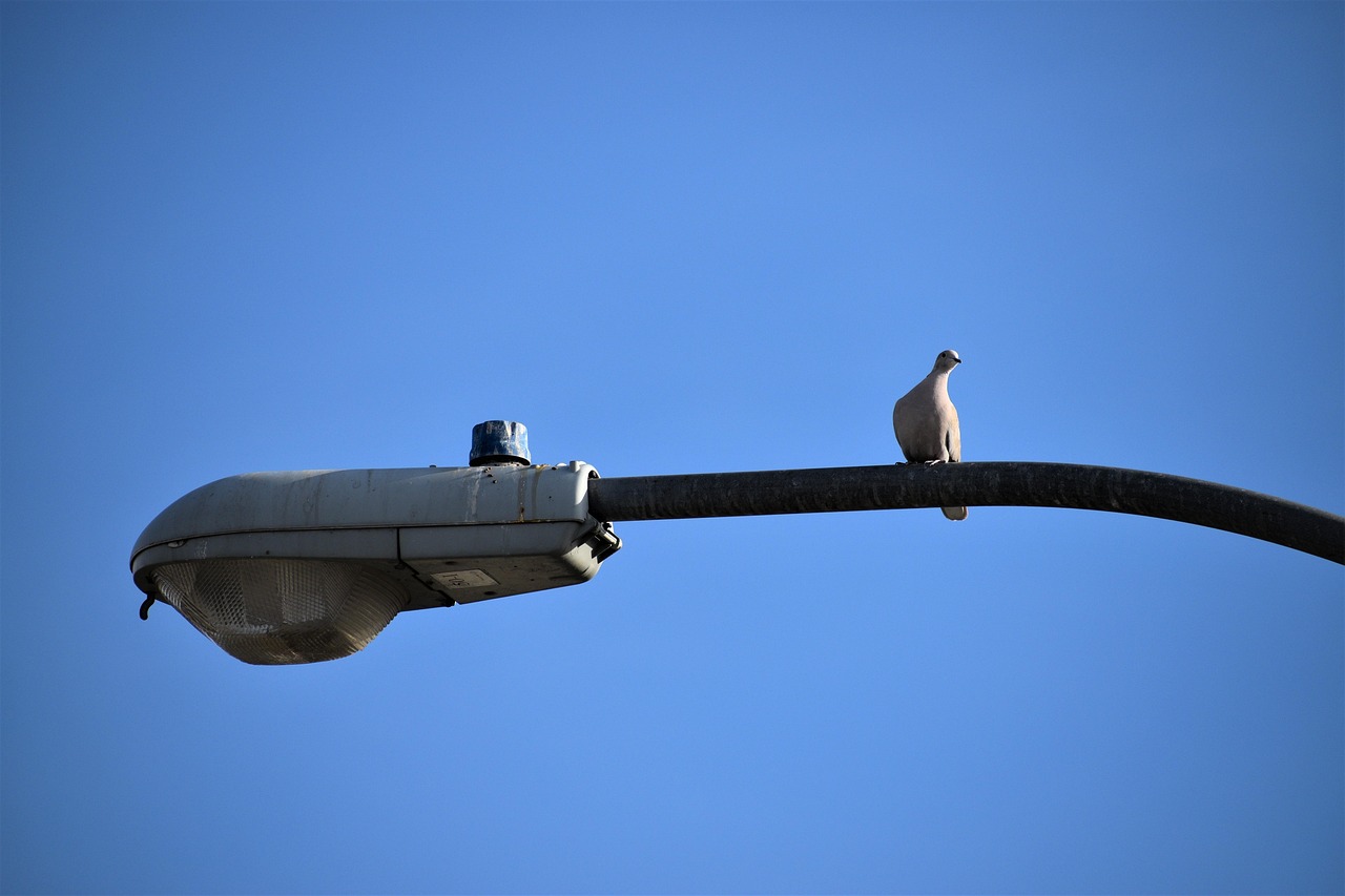 dove, perched, lamp post, blue sky, blue email, blue lamp