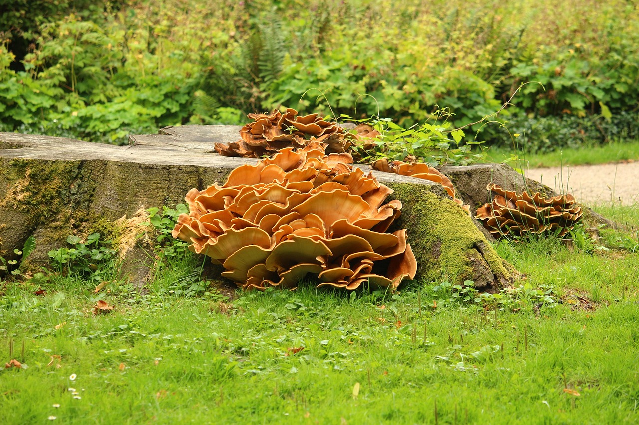mushroom, tree stump, park, wood, dead tree, tree, nature