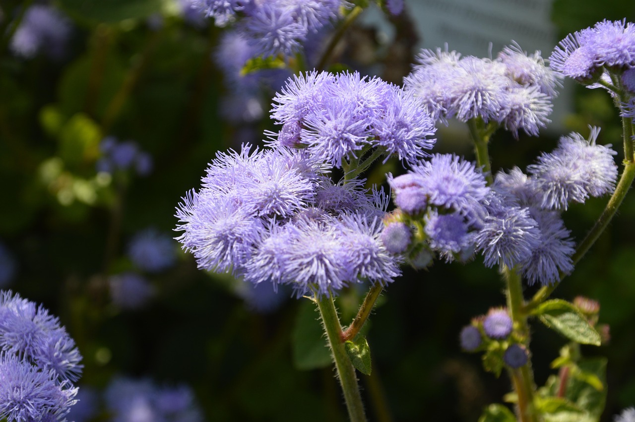 flossflower, flowers, hairy flowers, blue flowers, bluemink, blueweed, pussy foot, mexican paintbrush, blue billygoat weed, ageratum houstonianum, bloom, blossom, flowering plant, ornamental plant, plant, flora, nature, garden, closeup