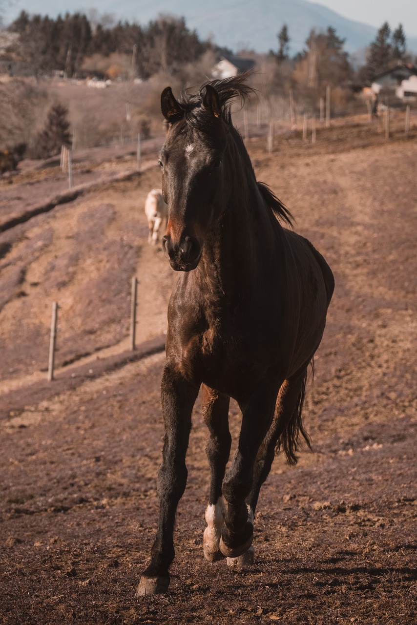 horse, majestic, motion, nature, rural, strength, countryside, freedom, running, landscape, equine, energy, wallpaper, background, 4k