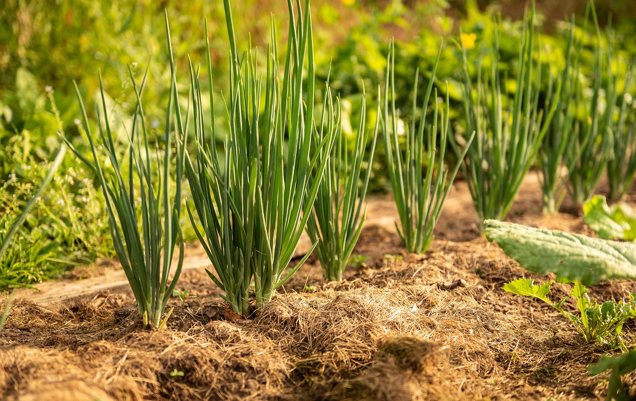 garden, onion, kitchen onion, plant, vegetables, bulb plant