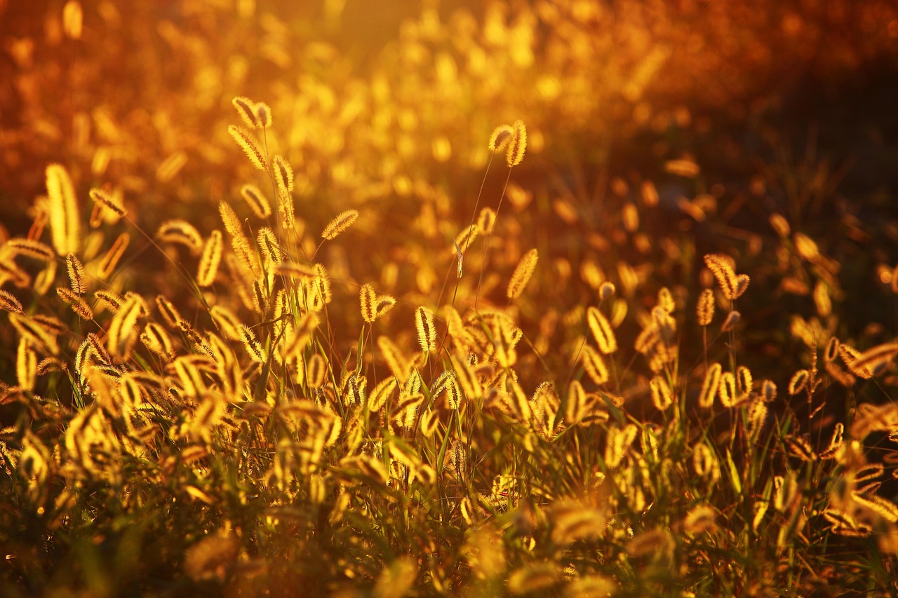 foxtail, grasses, sunset, glow, nature, sunlight, background, yellow, backlighting, flora, botany