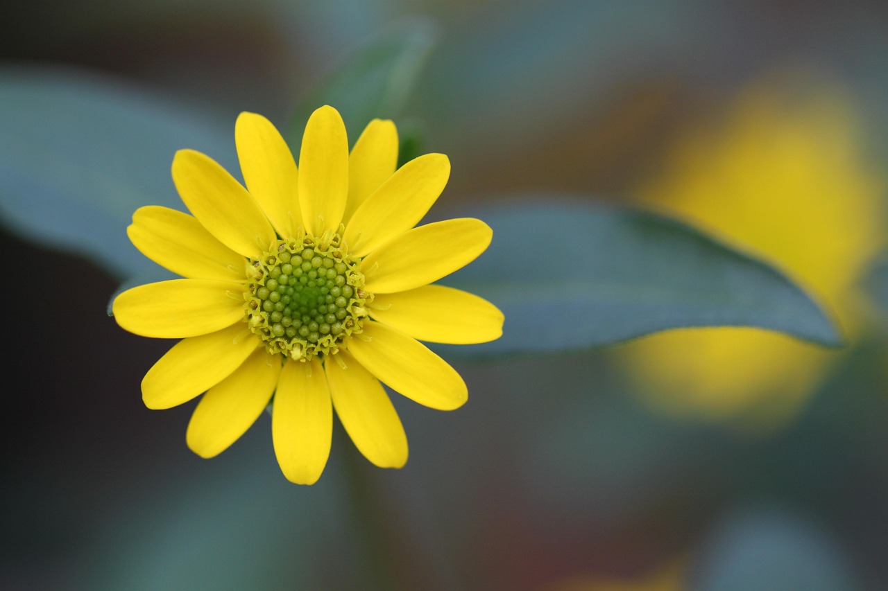 blossom, bloom, macro, garden, flowers, plant, flower, star, nature, summer, yellow, close up view yellow, bloom, petals, bright yellow, flora, sunny yellow, bright, flower macro