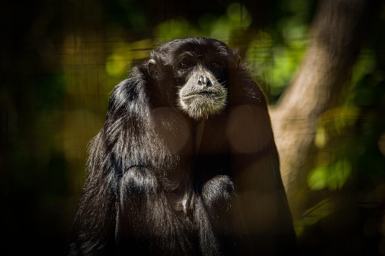 siamang, monkey, gibbon, ape, symphalangus, animal, zoo, wildlife, portrait, creature, eye, thinking, nature, eyes, fur, thought, stare, staring, wild, cotswold, focus, aperture, zoom, telephoto