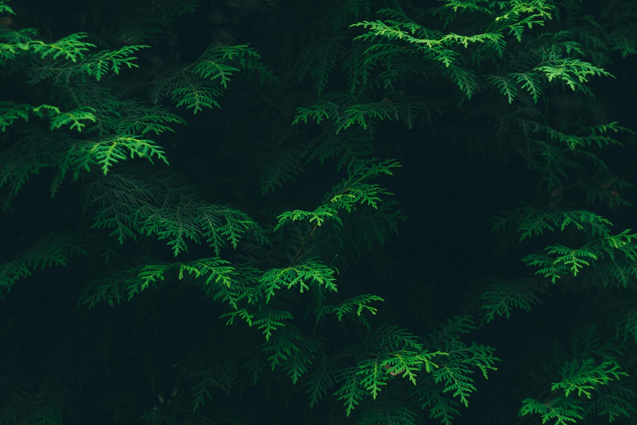 conifers, coniferous, evergreen, green, environment, flora, foliage, leaves, outdoors, woods, greenery, lush
