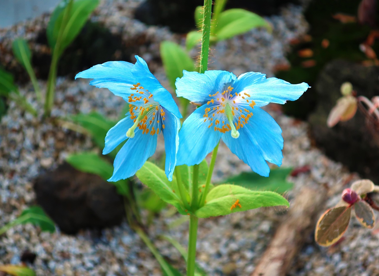 flower, blue, plant, garden, osaka, sakuya konohana kan, japan, greenhouse, nature