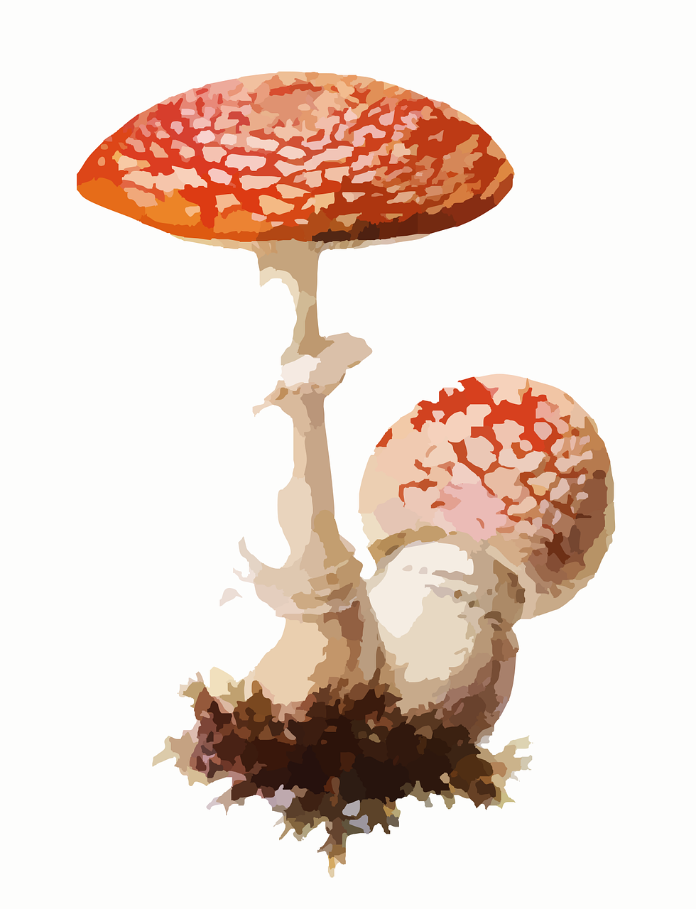 fly agaric, mushroom, poisonous, toxic, red, white, dots, fungus, white dots