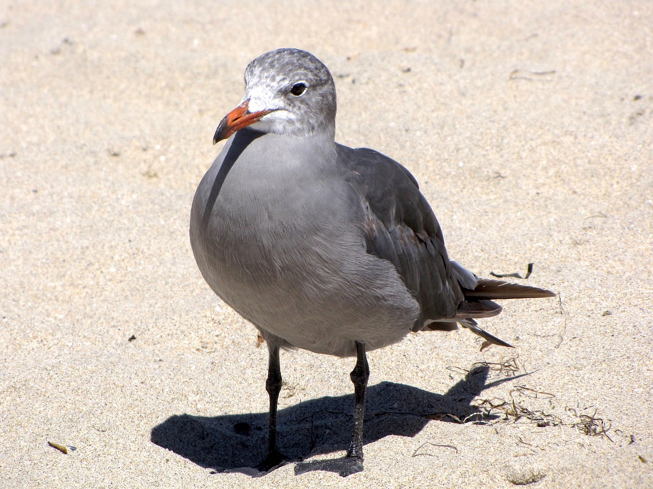 california, santa cruz, coastline, bird, seagull, beach, calm