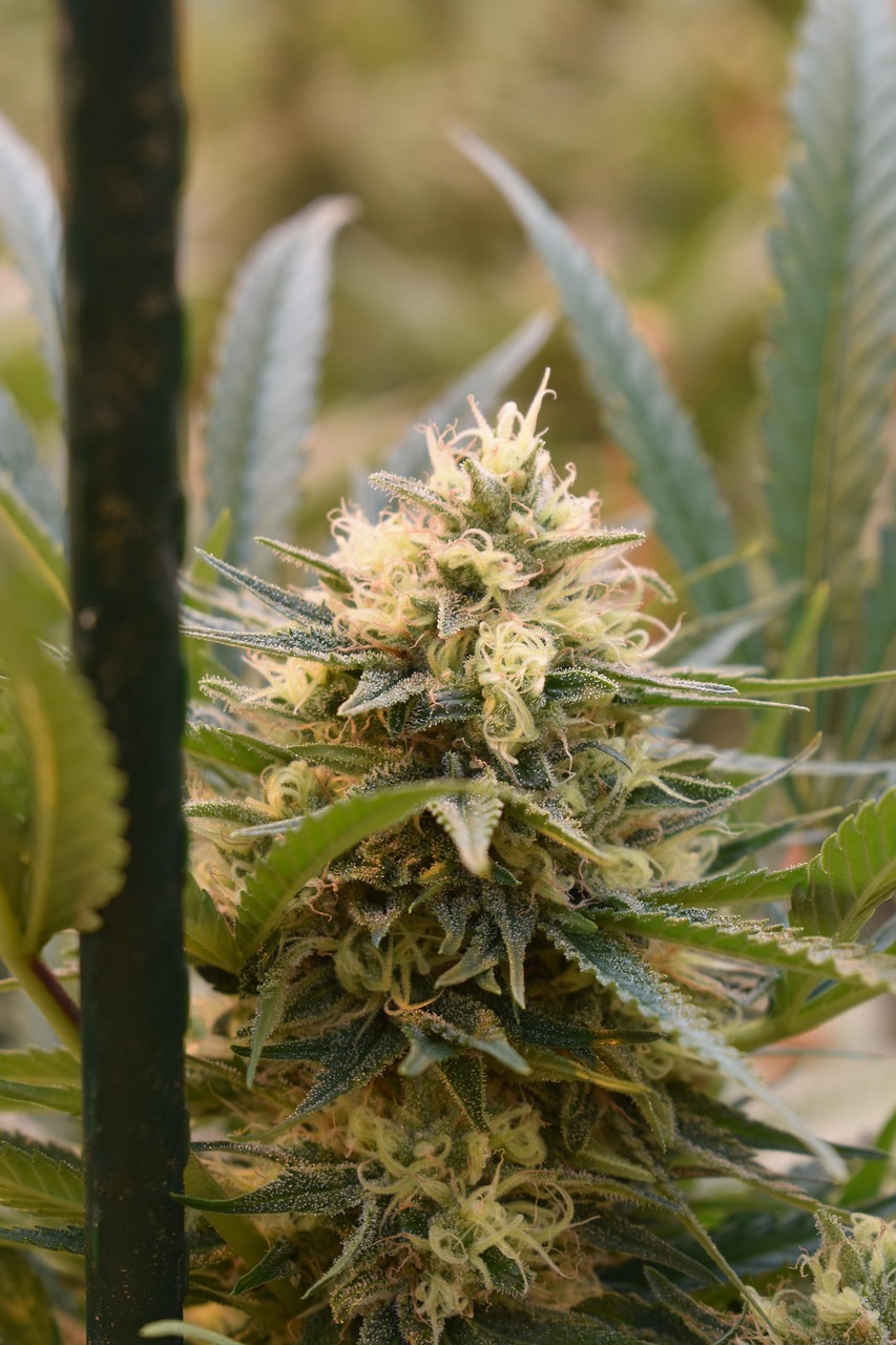 cannabis flower, hemp flower, weed, pot, herb, ganja, medicinal, greenhouse grow