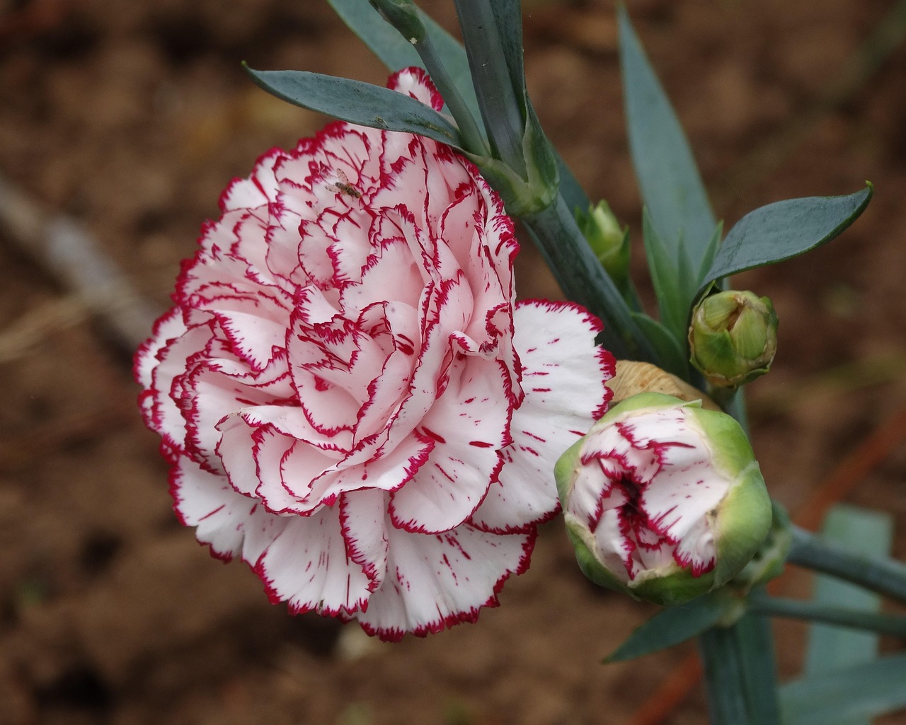 carnation, flower, red, white, nature, plant, floral