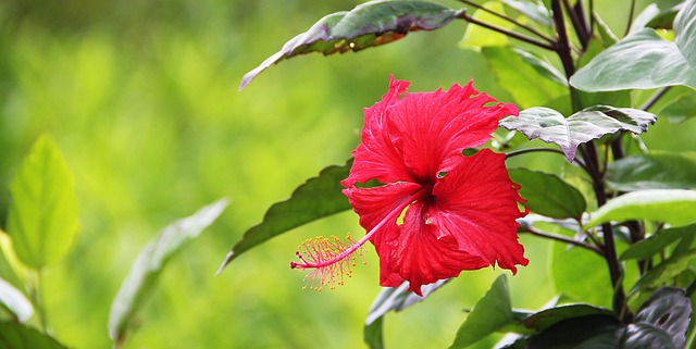 flower, red, green, blossom, beautiful flowers, bloom, flower wallpaper, leaves, nature, cuba, plant, flower background, hibiscus, rubber stamp