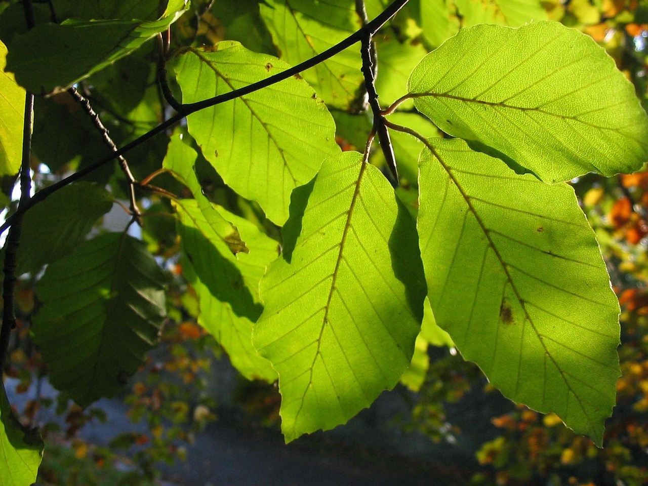 beech, leaves, tree, sun, rays, close, through