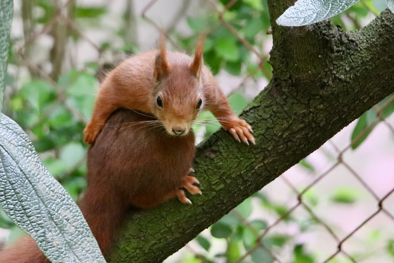 squirrel, tree squirrel, mammal, climbing, in the tree, cute, wildlife, nature