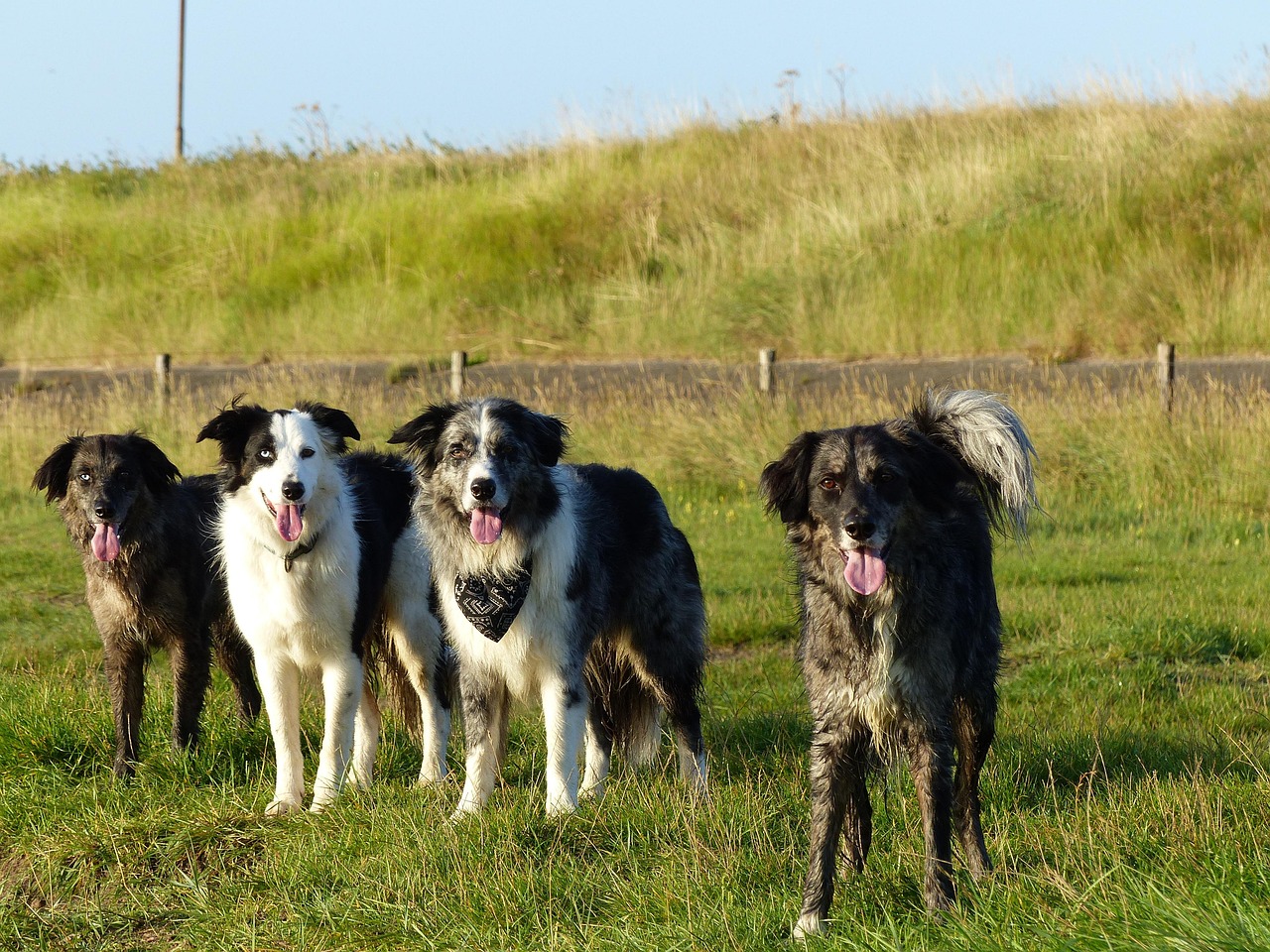 dogs, family, border collie, bordercollies, crossing, black and white, tricolor, blue merle