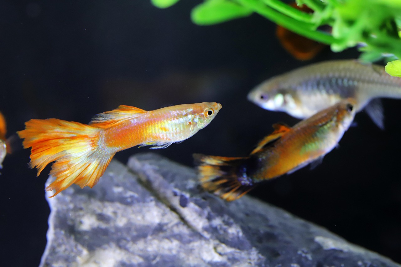 goofy, tropical fish, fish, water life, fishbowl, water, ornamental fish, swimming, splendor, hobby