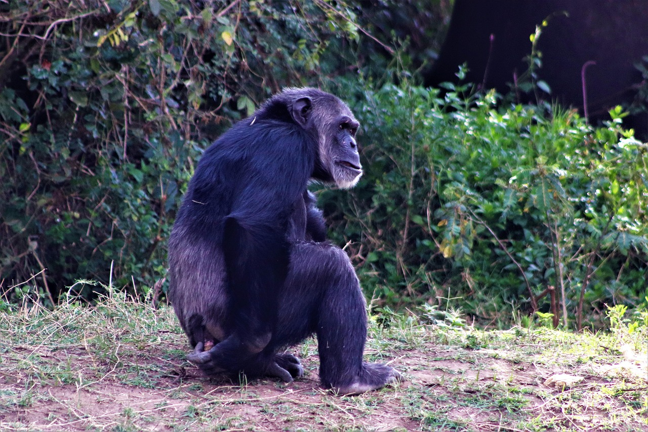 chimpanzee, wildlife, kenya, chimp, africa