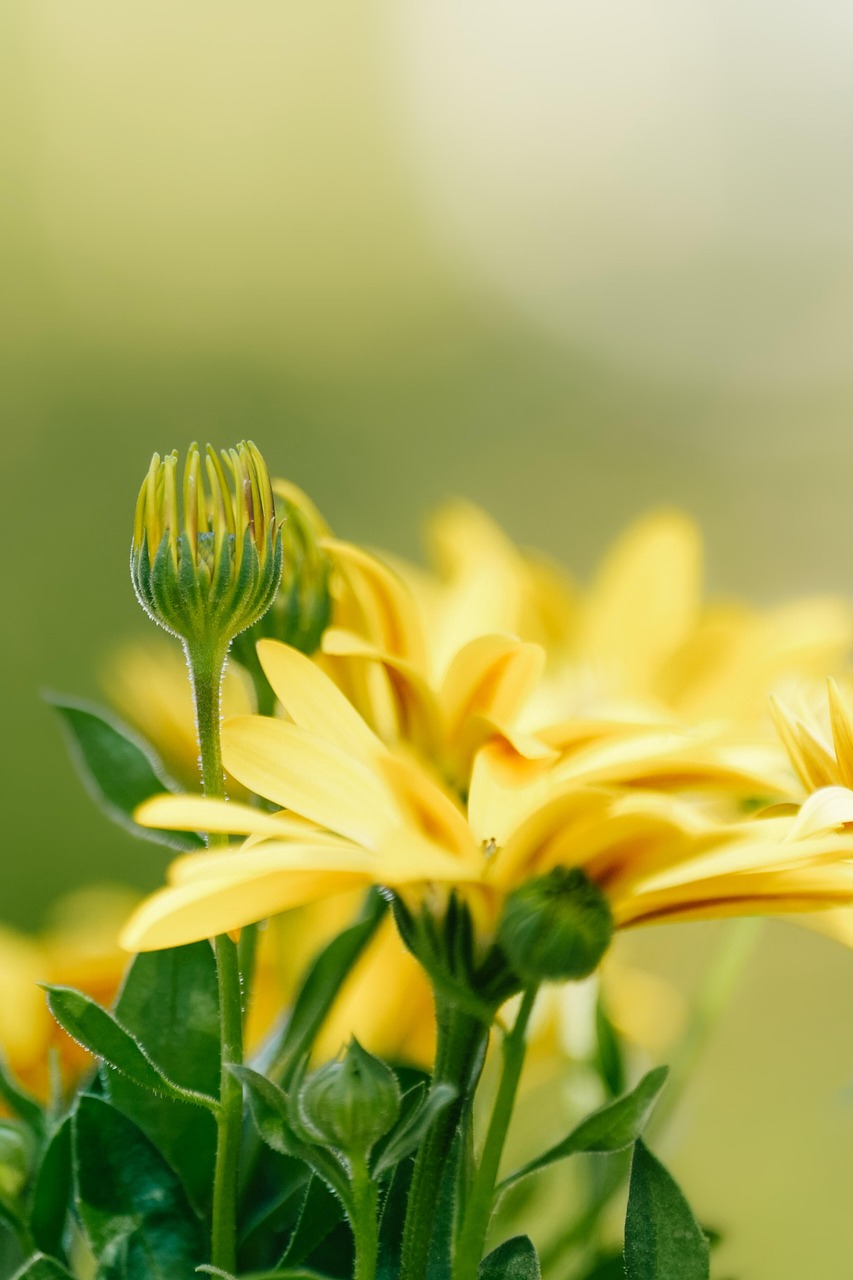 flower, marguerite, bud, yellow flower, blossom, bloom, garden, spring