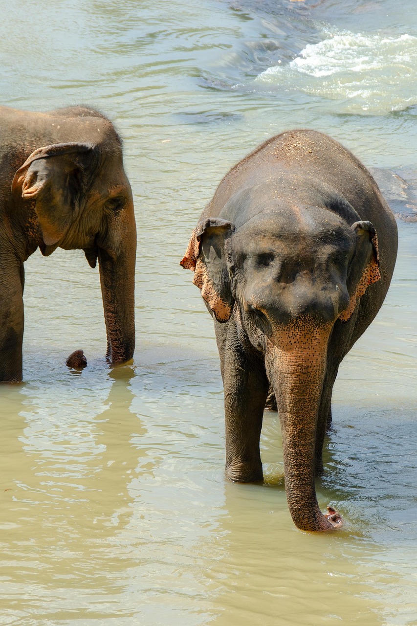 elephant, asian elephant, sri lankan elephant, animal, mammal, wildlife, wild, trunk, endangered