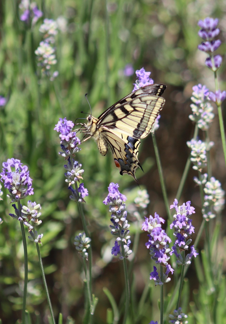 sucking swallowtail, butterfly, lavender, lavender flower, nectar, summer, dovetail