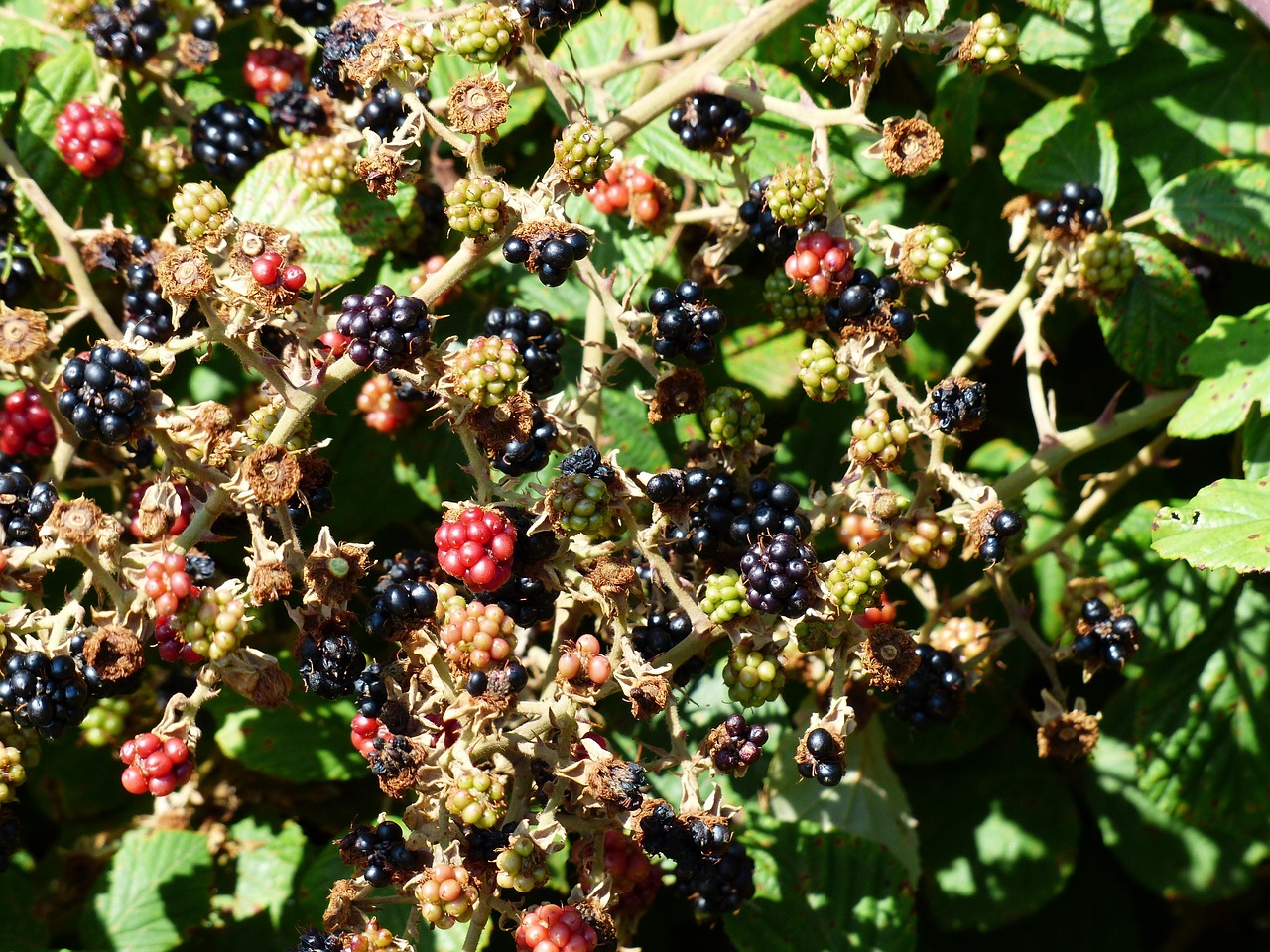 blackberries, rubus sectio rubus, berry, fruit, edible, tasty, rubus, thorny, wild growth, bushy, fresh consumption