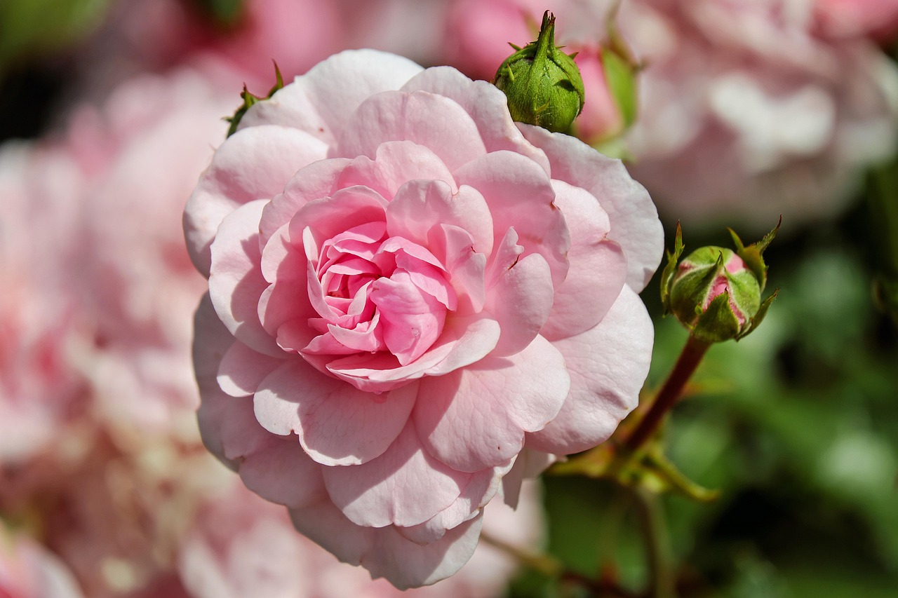 rose, pink, flower, blossom, bloom, rose petals, pink petals, pink rose, pink flower, flora, floriculture, horticulture, botany, nature, plant, close up